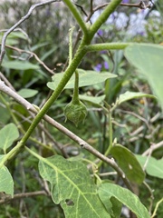 Solanum melongena
