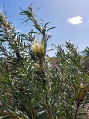 Protea repens