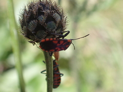 Spilostethus saxatilis