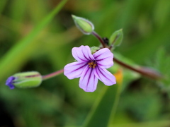 Erodium botrys