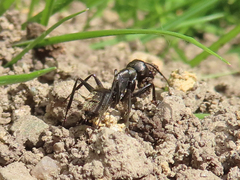 Camponotus japonicus