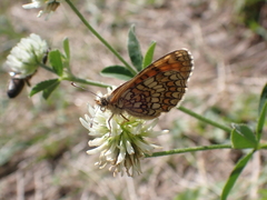 Melitaea
