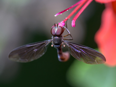 Ocyptamus fuscipennis