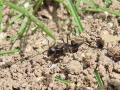 Camponotus japonicus