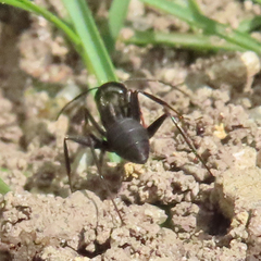 Camponotus japonicus