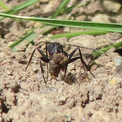 Camponotus japonicus