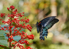 Papilio polymnestor polymnestor