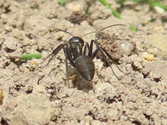 Camponotus japonicus