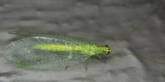 Chrysopa oculata