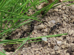 Camponotus japonicus
