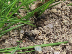 Camponotus japonicus
