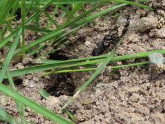 Camponotus japonicus