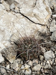 Hamatocactus hamatacanthus hamatacanthus
