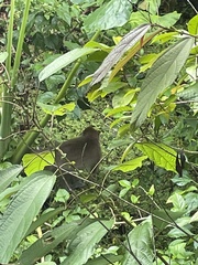 Macaca fascicularis