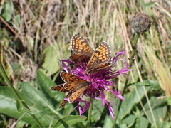 Melitaea
