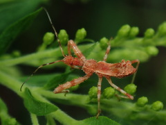 Acholla multispinosa