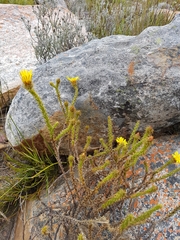 Cullumia setosa