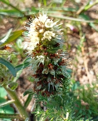 Echiostachys incanus