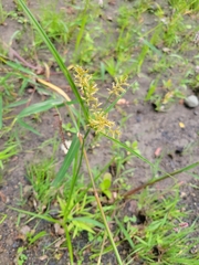 Cyperus esculentus