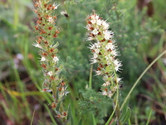 Echiostachys incanus