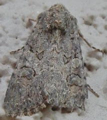 Anarta trifolii
