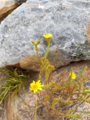 Cullumia setosa