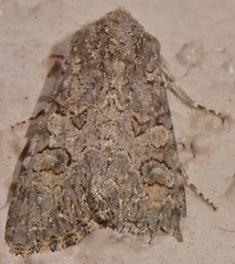 Anarta trifolii