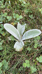 Stachys byzantina