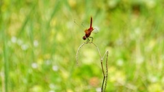 Urothemis signata