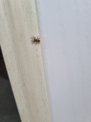 Salticus scenicus