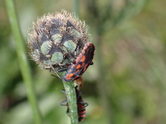Spilostethus saxatilis