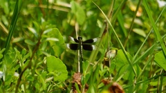 Neurothemis tullia