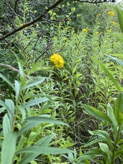 Solidago gigantea
