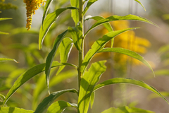 Solidago canadensis