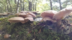 Pleurotus