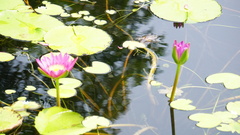 Nymphaea rubra