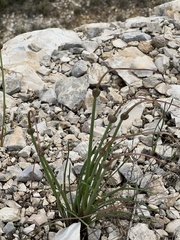 Zephyranthes chlorosolen