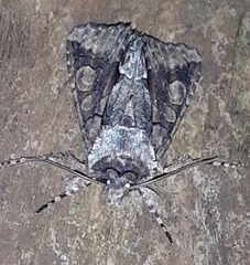 Allophyes oxyacanthae