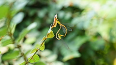 Ceriagrion auranticum