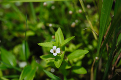 Limnophila aromatica