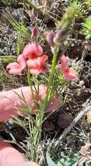 Indigofera heterophylla