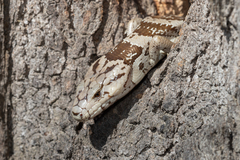 Cyclodomorphus gerrardii