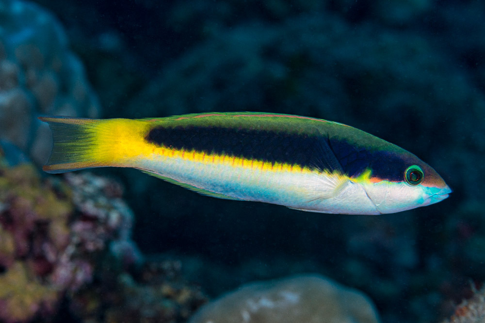 Red-Cheek Wrasse