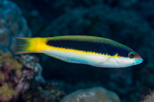Thalassoma genivittatum (Valenciennes, 1839)