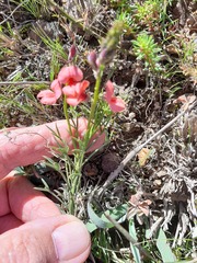 Indigofera heterophylla
