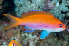 Pseudanthias taeniatus