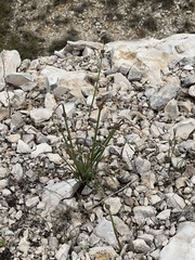 Zephyranthes chlorosolen