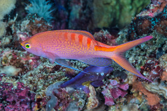 Pyronotanthias lori