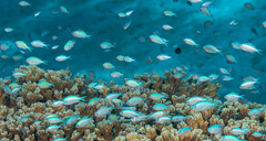Chromis viridis