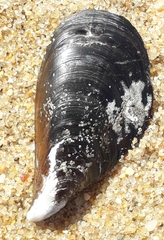 Mytilus galloprovincialis